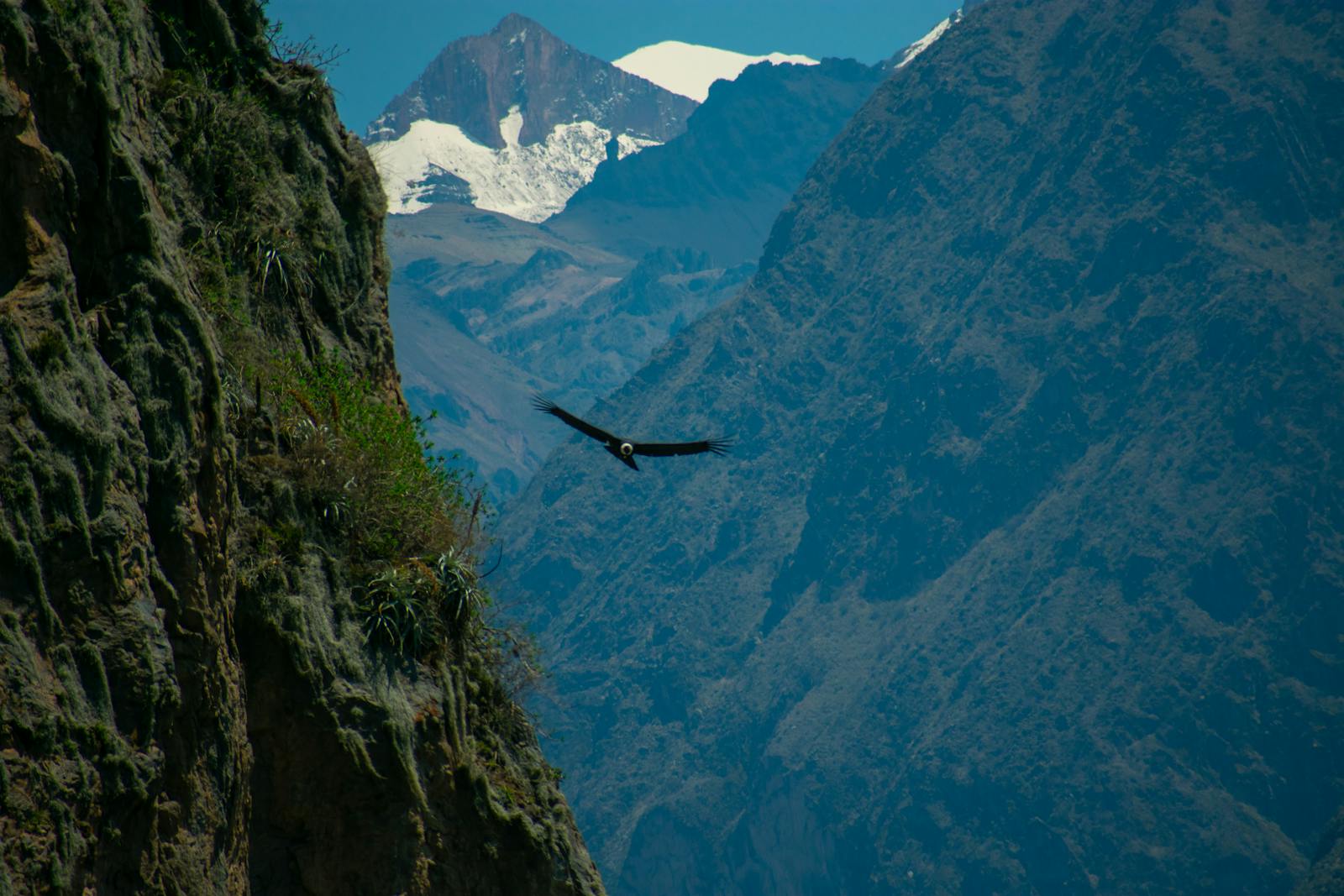 Majestic Andean Condor flying over Colca Canyon with snow-capped peaks in Peru.