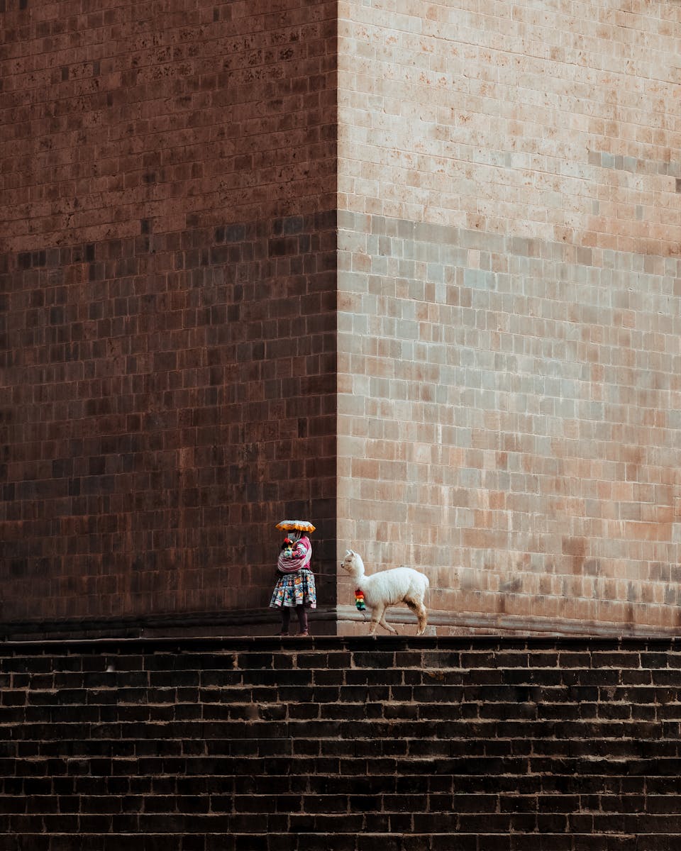 De la Costa a la Montaña Sagrada A traditional Peruvian woman with a llama against a brick wall in Cusco, Peru.