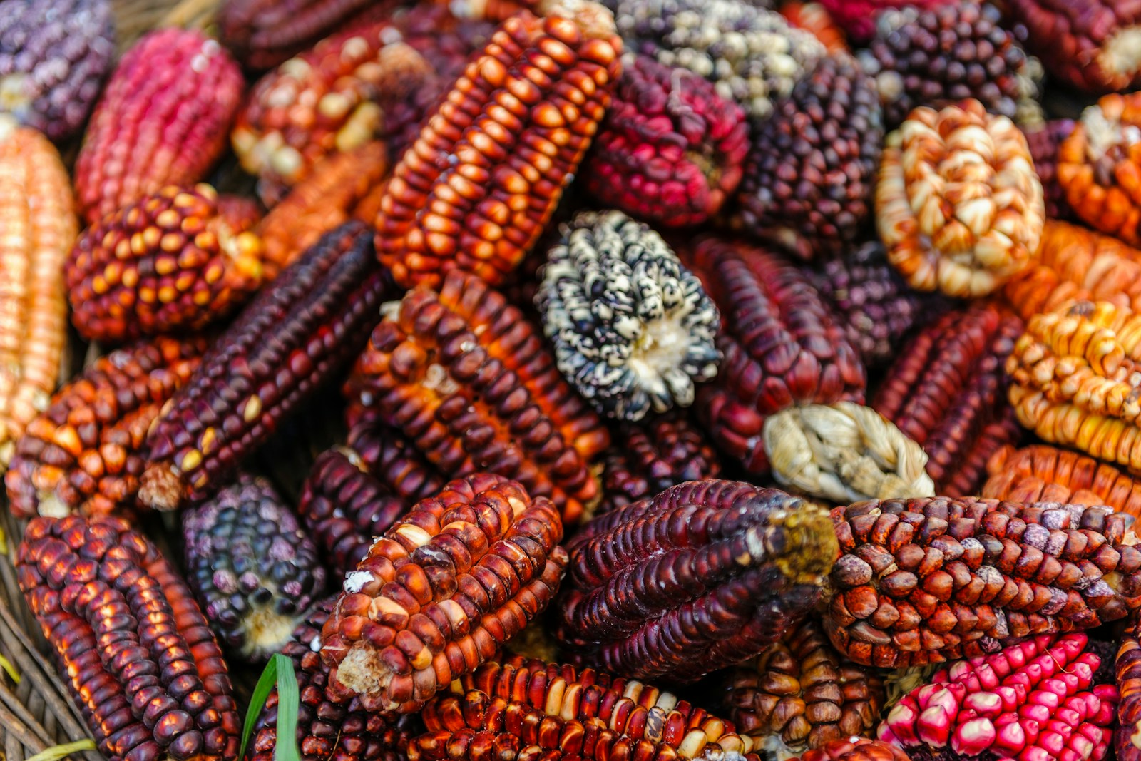 Ruta al Cusco Profundo a basket filled with lots of colorful corn