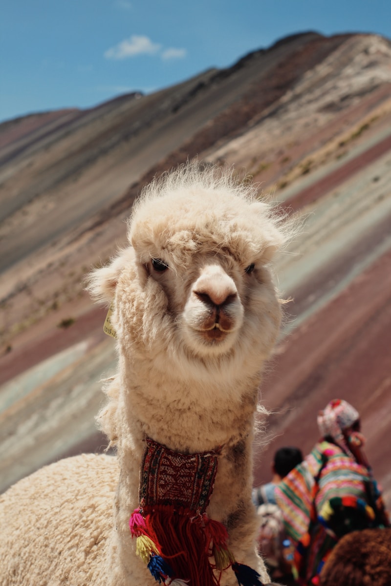 Ruta al Cusco Profundo A traditional Peruvian woman with a llama against a brick wall in Cusco, Peru.